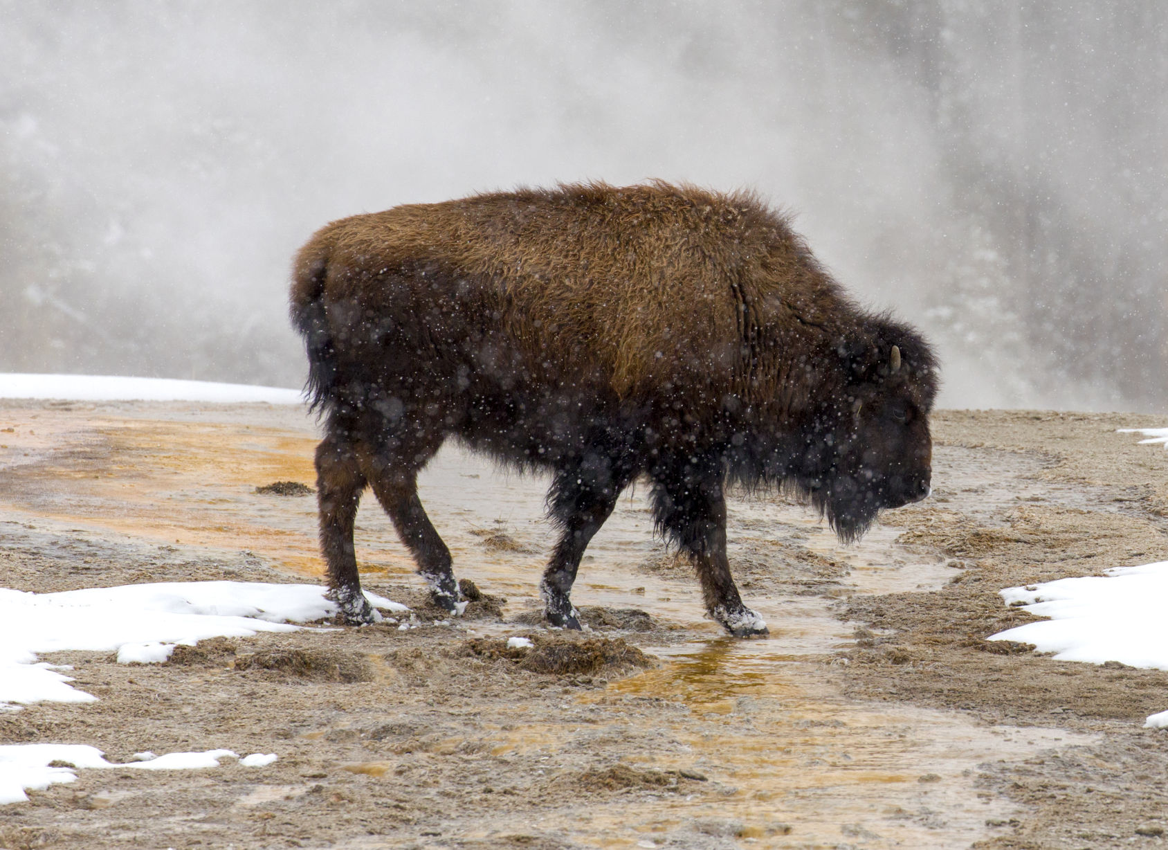 Bison, Yellowstone National Park